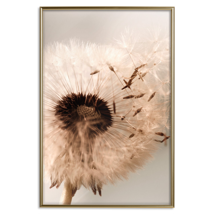 Poster Summer Breeze - blooming dandelion in wind in sepia motif 123763 additionalImage 16