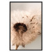 Poster Summer Breeze - blooming dandelion in wind in sepia motif 123763 additionalThumb 18