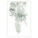Poster Cascade of Greenery - plant with leaves on a gently blurred texture 126863