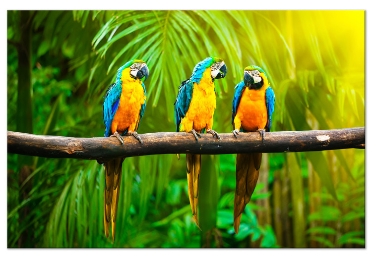 Canvas Art Print Parrot Trio (1-part) wide - exotic animals in the jungle 129163