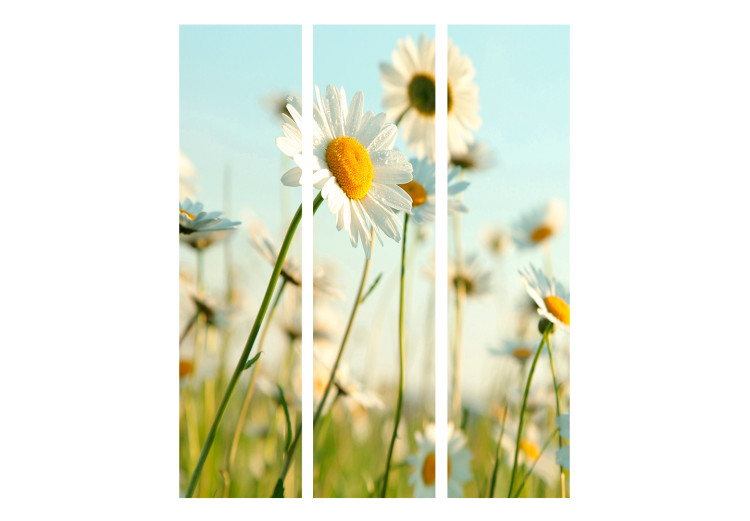 Folding Screen Daisies - Spring Meadow (3-piece) - white flowers in the middle of summer 132663 additionalImage 3