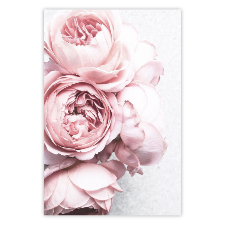 Poster Rosy Scent - romantic composition of pink flowers on a light background 135763