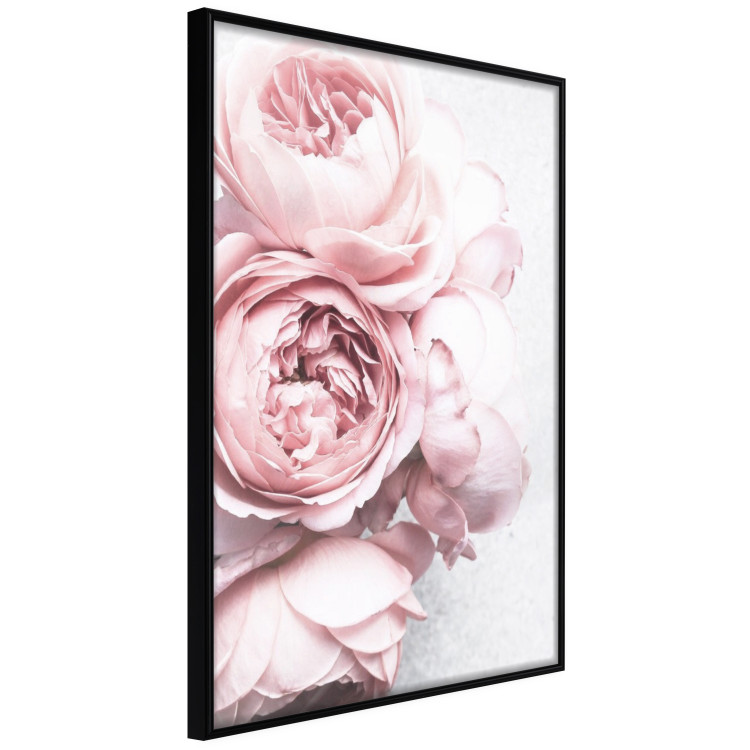 Poster Rosy Scent - romantic composition of pink flowers on a light background 135763 additionalImage 20