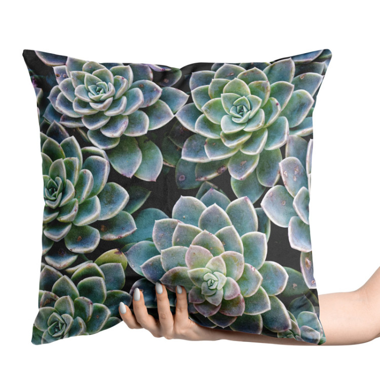 Decorative Velor Pillow Symmetry of succulents - a plant composition with rich detailing 147063 additionalImage 2