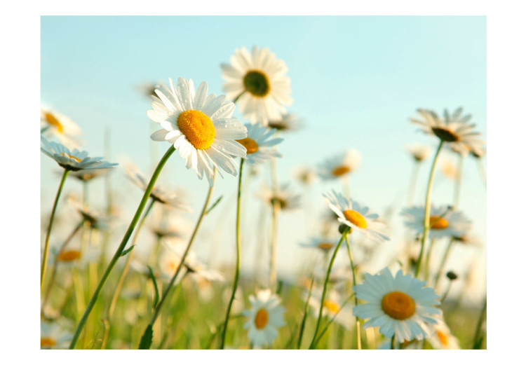 Photo Wallpaper Daisies - spring meadow 60463 additionalImage 1