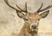 Canvas Watercolour Deer I 105773 additionalThumb 5