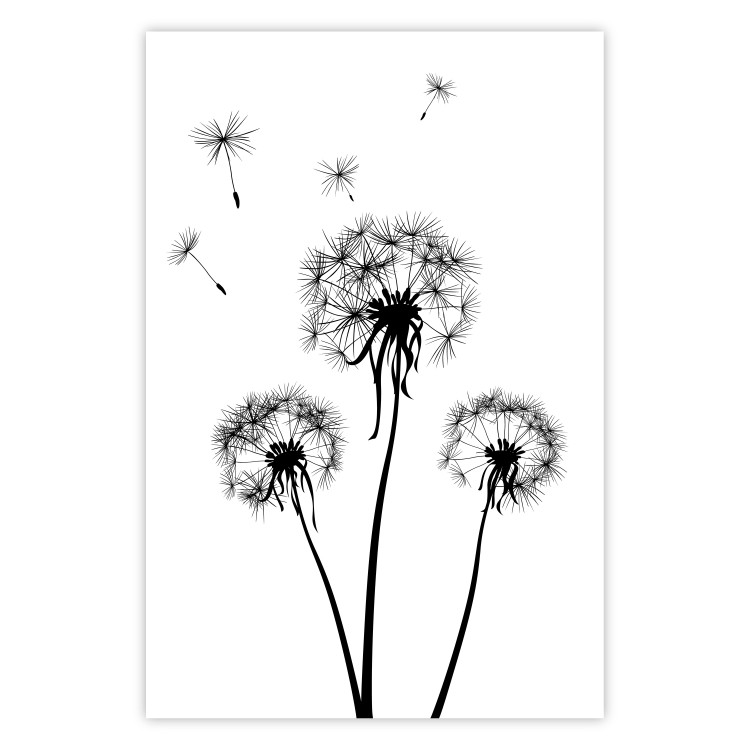 Wall Poster Flying dandelions - black and white composition with three flowers in the wind 115073