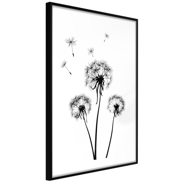Wall Poster Flying dandelions - black and white composition with three flowers in the wind 115073 additionalImage 12