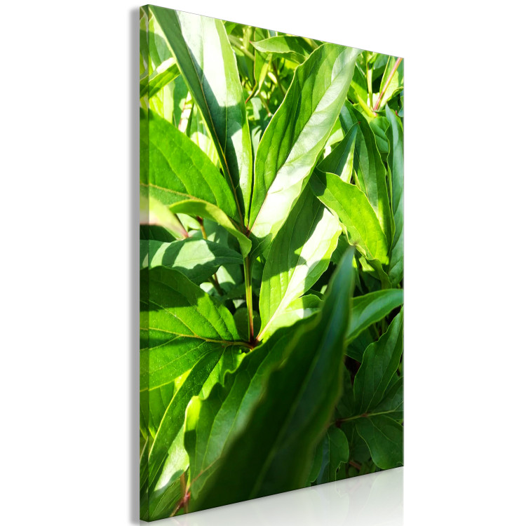 Canvas Art Print Green Field of Leaves (1-part) - Exotic Plant Forest in Nature 122673 additionalImage 2