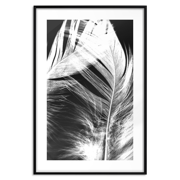 Wall Poster White Feather - black and white bird feathers on a dark contrasting background 129773 additionalImage 15