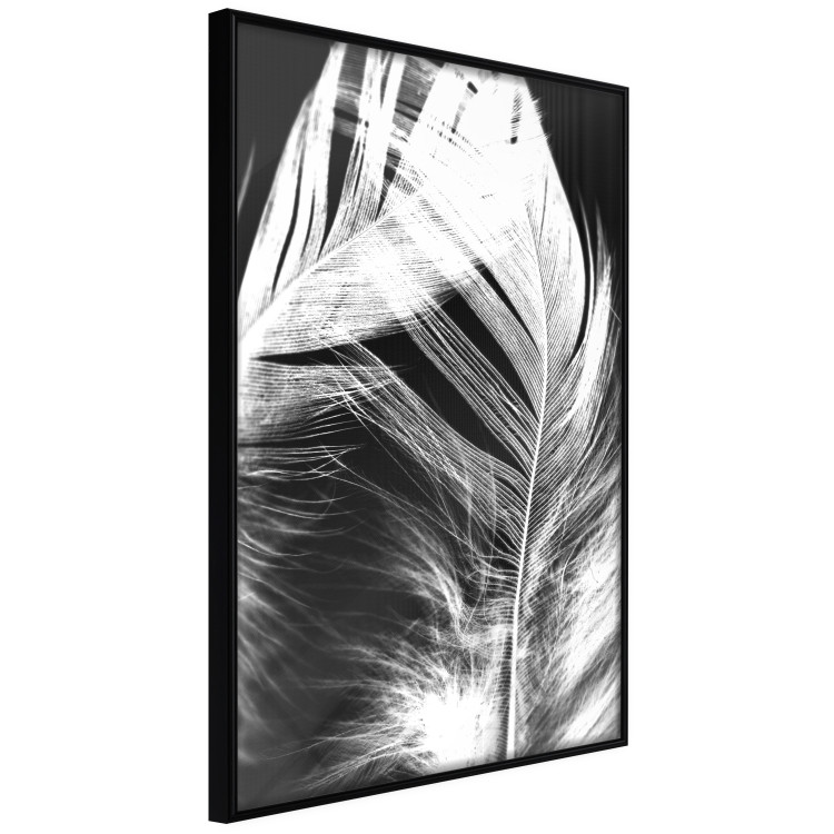 Wall Poster White Feather - black and white bird feathers on a dark contrasting background 129773 additionalImage 11