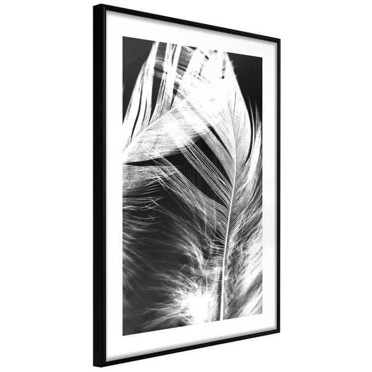 Wall Poster White Feather - black and white bird feathers on a dark contrasting background 129773 additionalImage 12