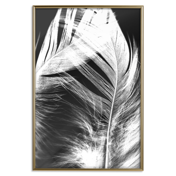 Wall Poster White Feather - black and white bird feathers on a dark contrasting background 129773 additionalImage 17