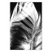 Wall Poster White Feather - black and white bird feathers on a dark contrasting background 129773