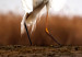 Poster Autumn Over the Lake - landscape of a white bird against a golden field 130373 additionalThumb 11