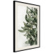 Poster Christmas Holly - plant related to Christmas 137973 additionalThumb 20
