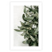 Poster Christmas Holly - plant related to Christmas 137973 additionalThumb 8
