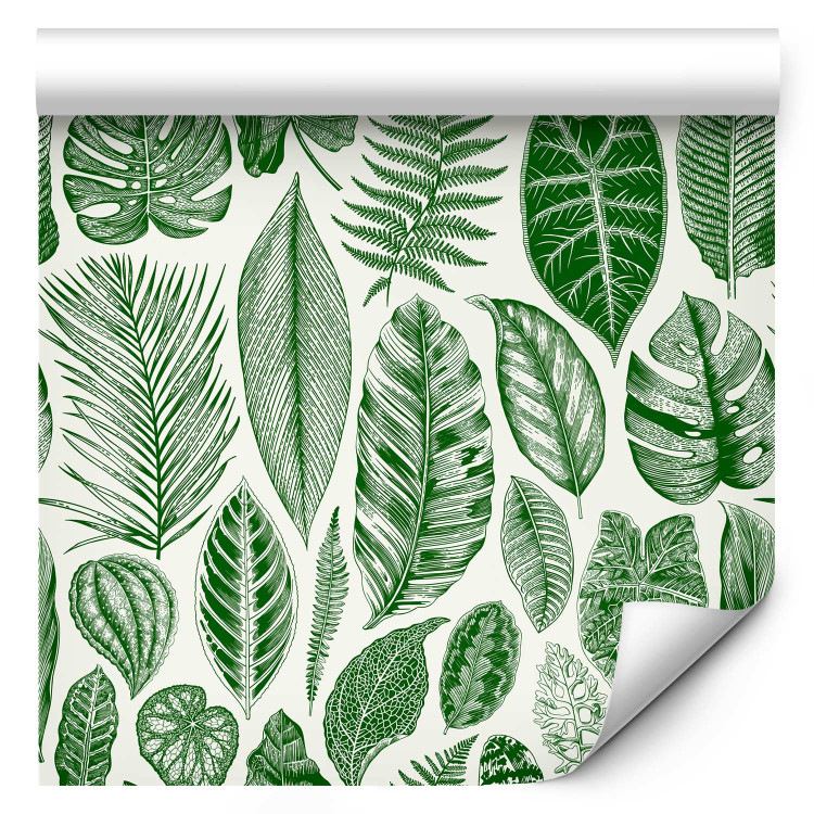 Wallpaper Green Nature - Different Species and Sizes of Leaves on a White Background 149873 additionalImage 1