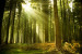 Wall Mural Pine Forest - Green Landscape with Tall Trees in the Sunlight 60573