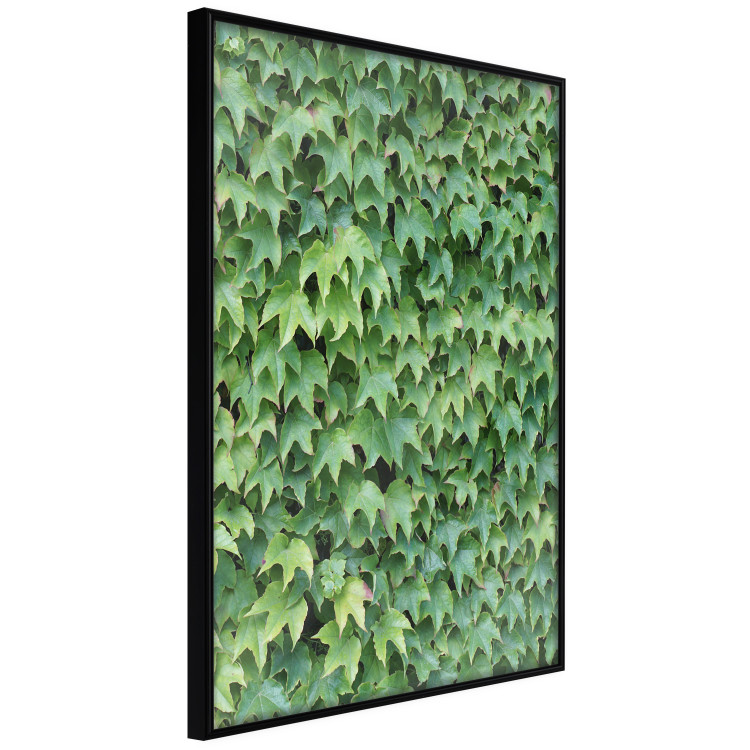 Poster Dense Ivy - botanical composition filled with green leaves 121883 additionalImage 12