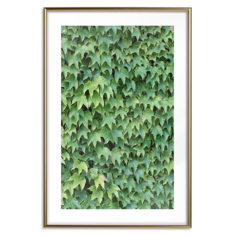 Poster Dense Ivy - botanical composition filled with green leaves 121883 additionalImage 14