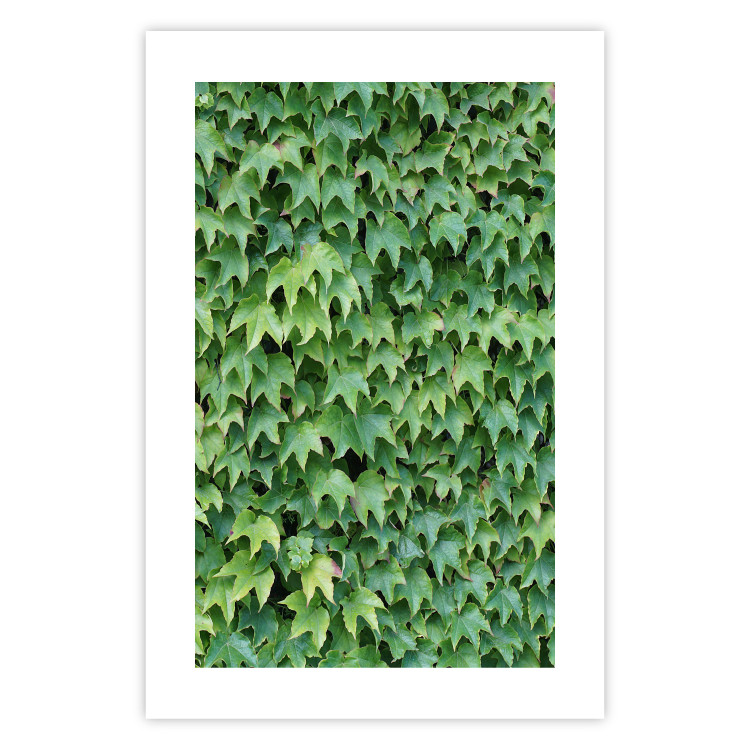 Poster Dense Ivy - botanical composition filled with green leaves 121883 additionalImage 25