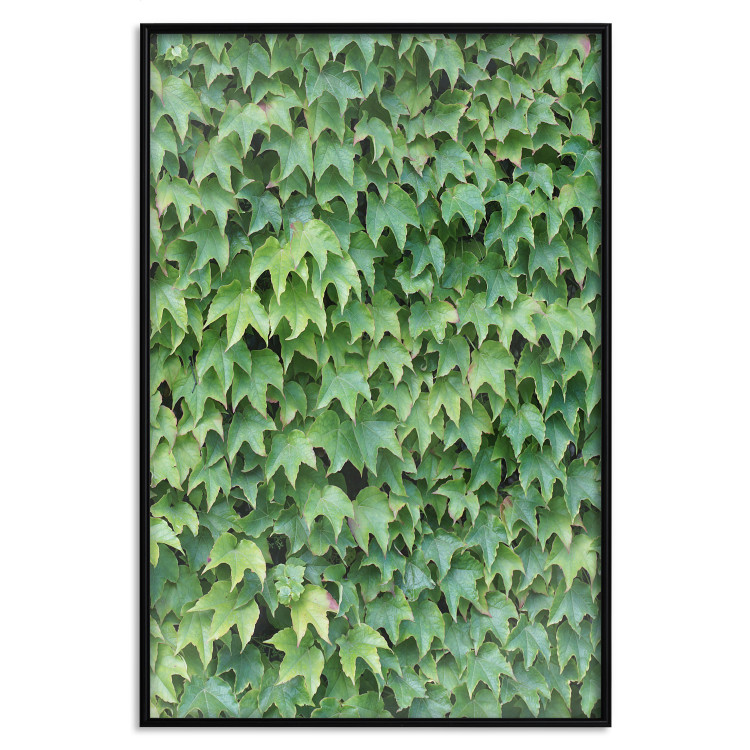 Poster Dense Ivy - botanical composition filled with green leaves 121883 additionalImage 24