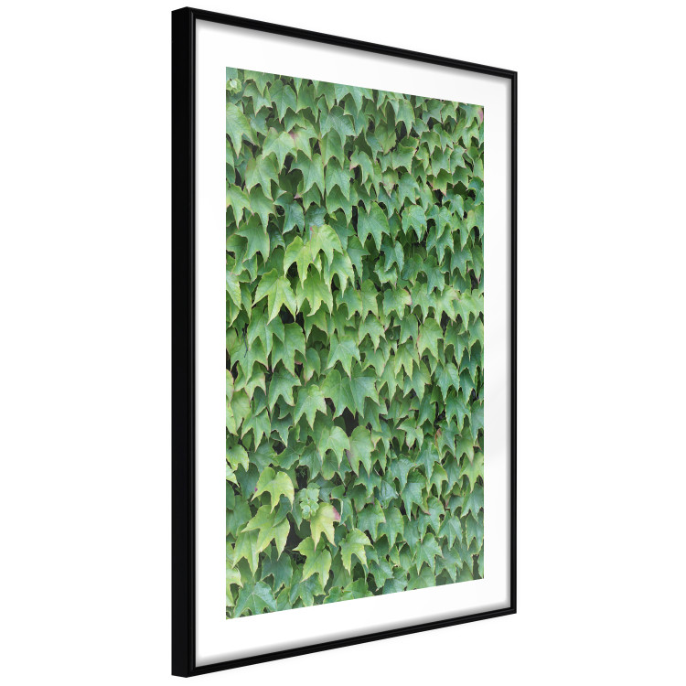 Poster Dense Ivy - botanical composition filled with green leaves 121883 additionalImage 11