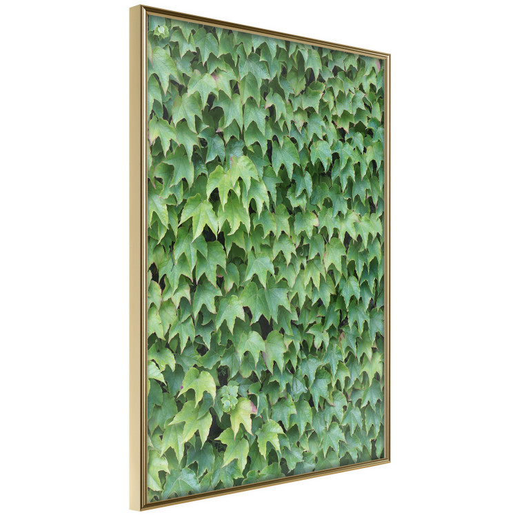 Poster Dense Ivy - botanical composition filled with green leaves 121883 additionalImage 12