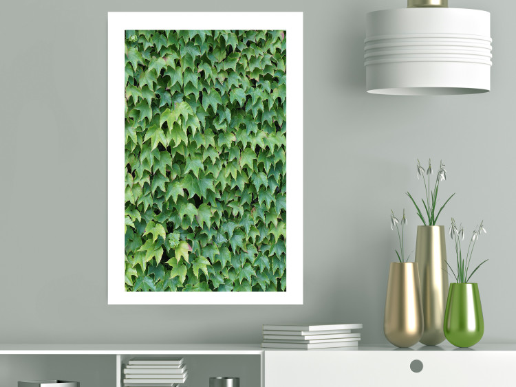 Poster Dense Ivy - botanical composition filled with green leaves 121883 additionalImage 4