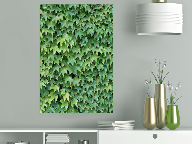 Poster Dense Ivy - botanical composition filled with green leaves 121883 additionalImage 17