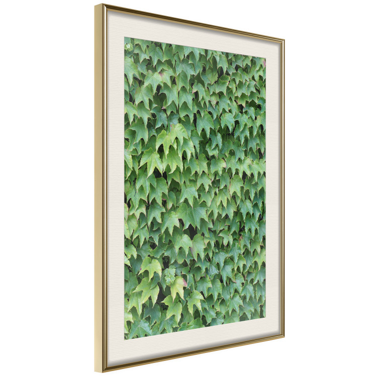 Poster Dense Ivy - botanical composition filled with green leaves 121883 additionalImage 2