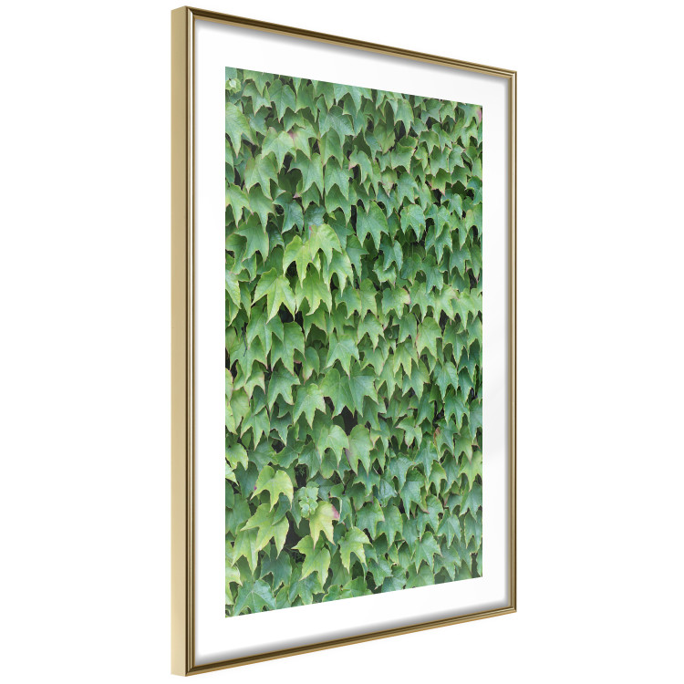 Poster Dense Ivy - botanical composition filled with green leaves 121883 additionalImage 6
