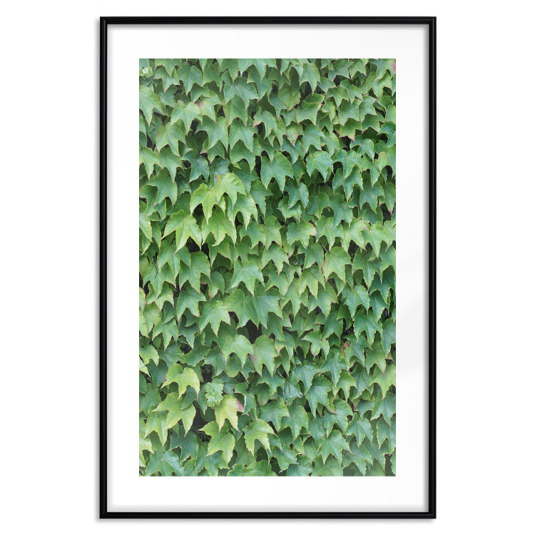 Poster Dense Ivy - botanical composition filled with green leaves 121883 additionalImage 15