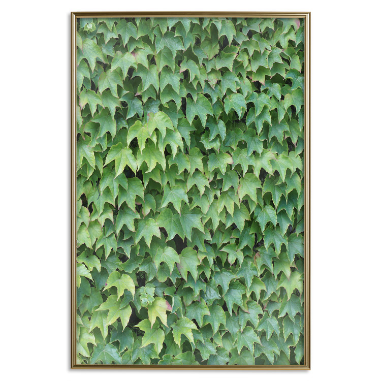 Poster Dense Ivy - botanical composition filled with green leaves 121883 additionalImage 20