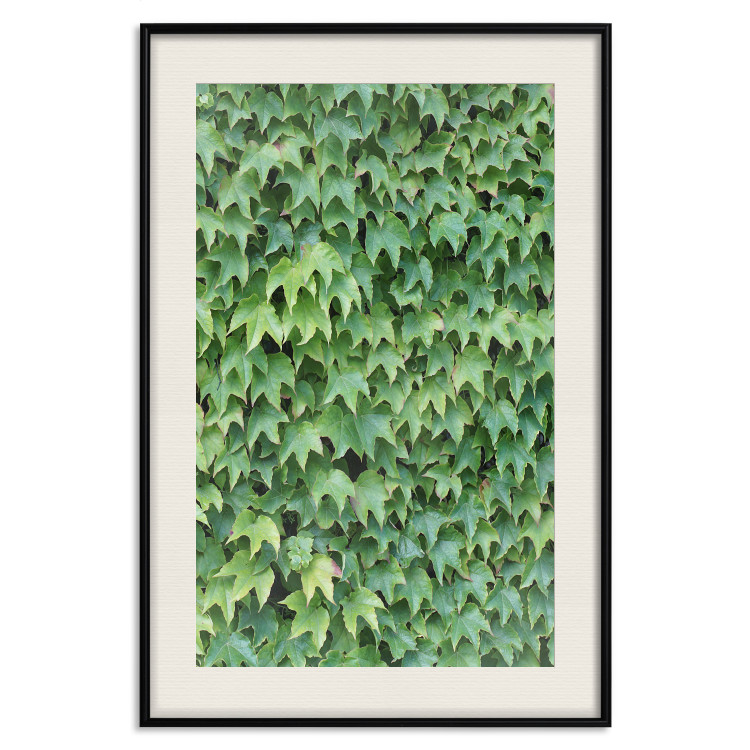 Poster Dense Ivy - botanical composition filled with green leaves 121883 additionalImage 18