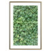 Poster Dense Ivy - botanical composition filled with green leaves 121883 additionalThumb 16
