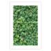 Poster Dense Ivy - botanical composition filled with green leaves 121883 additionalThumb 25