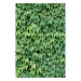 Poster Dense Ivy - botanical composition filled with green leaves 121883