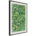 Poster Dense Ivy - botanical composition filled with green leaves 121883 additionalThumb 3