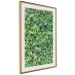 Poster Dense Ivy - botanical composition filled with green leaves 121883 additionalThumb 2