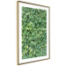 Poster Dense Ivy - botanical composition filled with green leaves 121883 additionalThumb 6
