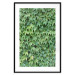Poster Dense Ivy - botanical composition filled with green leaves 121883 additionalThumb 15