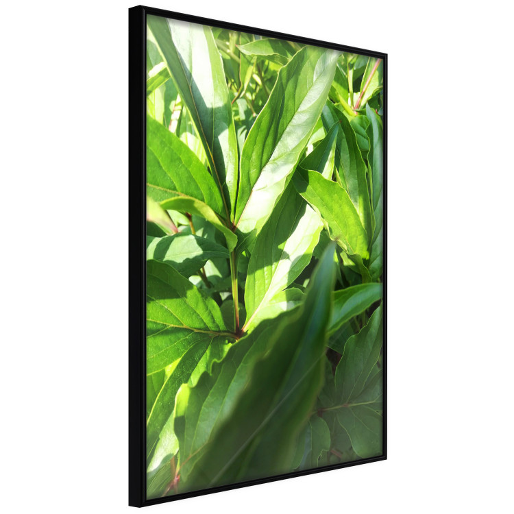 Poster Summer Afternoon - landscape of green leaves in the summer sun on a meadow 122683 additionalImage 10