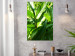 Poster Summer Afternoon - landscape of green leaves in the summer sun on a meadow 122683 additionalThumb 23