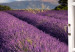 Large canvas print Lavender Field II [Large Format] 125593 additionalThumb 4