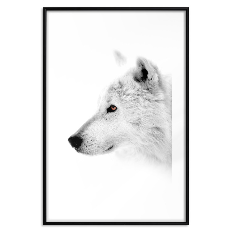 Wall Poster Amber Gaze - portrait of a wolf with a yellow eye on a white background 126293 additionalImage 17