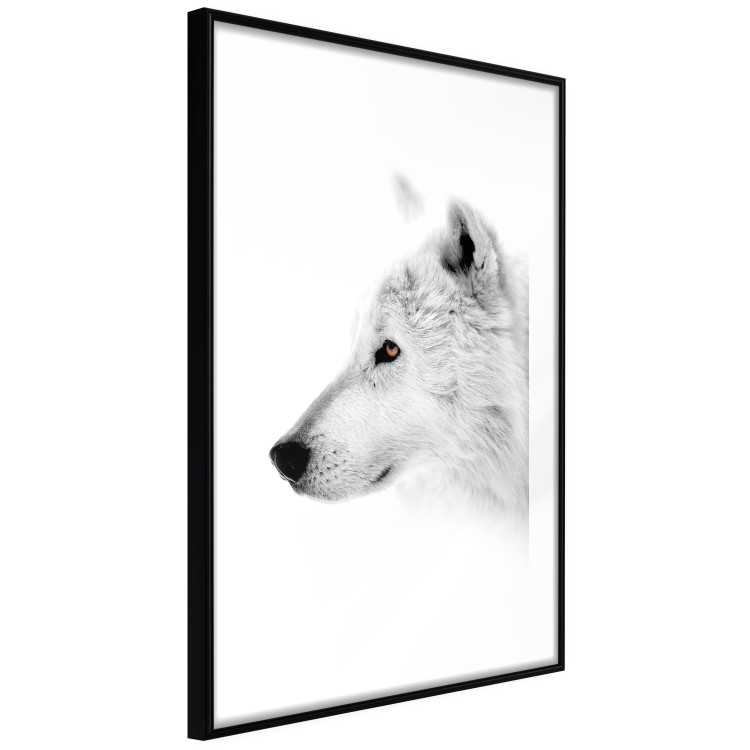 Wall Poster Amber Gaze - portrait of a wolf with a yellow eye on a white background 126293 additionalImage 8