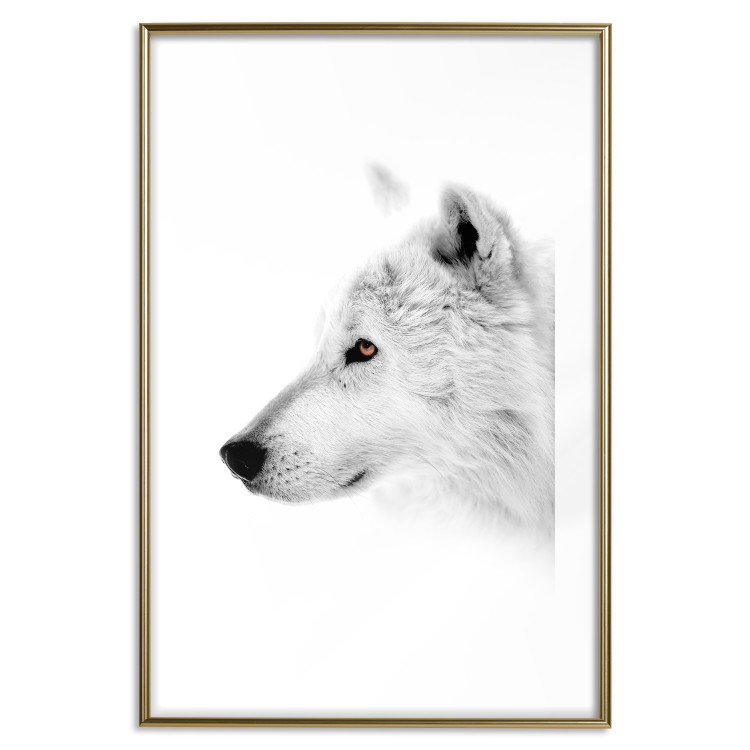 Wall Poster Amber Gaze - portrait of a wolf with a yellow eye on a white background 126293 additionalImage 16