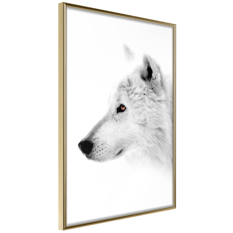 Wall Poster Amber Gaze - portrait of a wolf with a yellow eye on a white background 126293 additionalImage 14